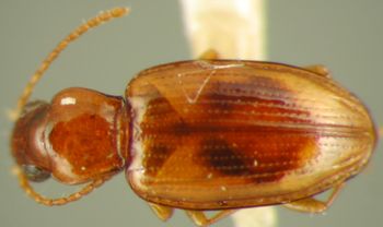 Media type: image;   Entomology 33061 Aspect: habitus dorsal view